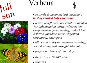 Verbena