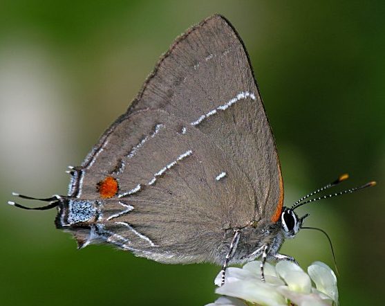 White M Hairstreak