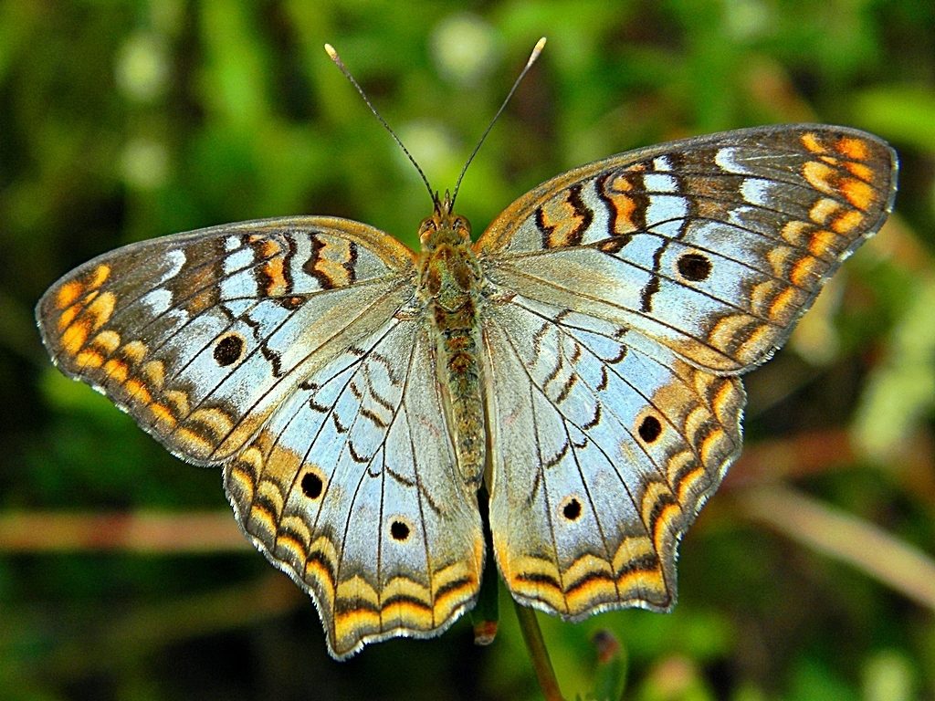 White Peacock