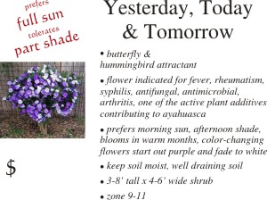 Yesterday Today and Tomorrow