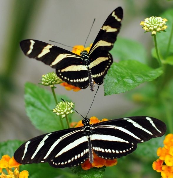 Zebra Longwing