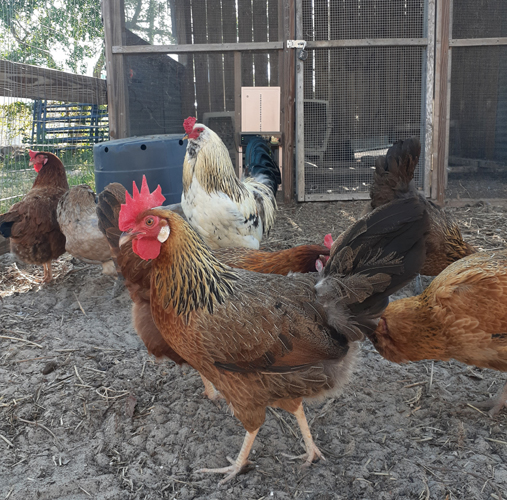 Zeus's Ladies